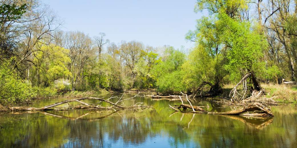Lužní krajina v CHKO Soutok.
