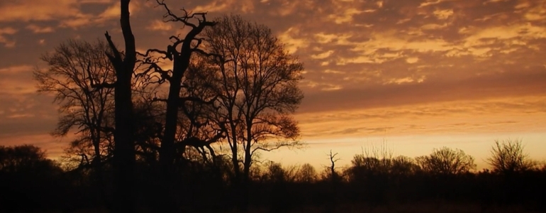 Tajemné stromy na Pohansku