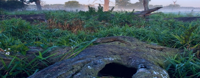 Ponechávání mrtvého dřeva na Soutoku