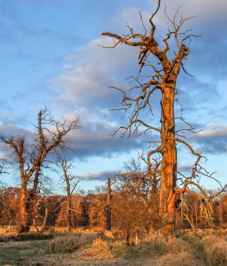 Staré solitéry v CHKO Soutok