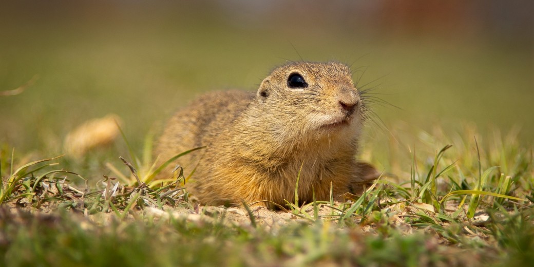 Sysel obecný v trávě.