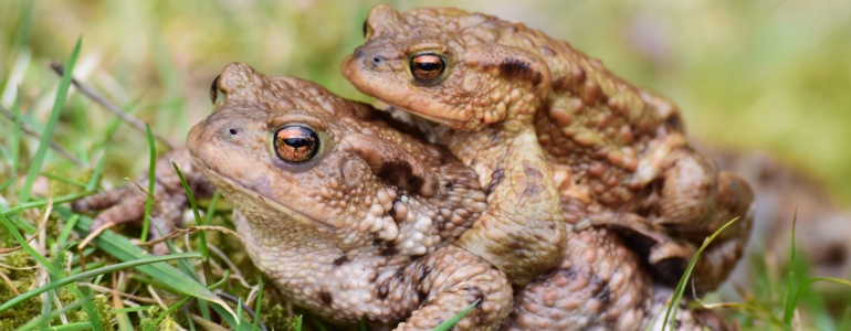 Ropucha obecná