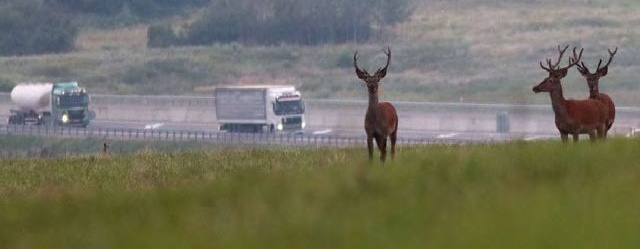 jeleni u dálnice, Václav Hlaváč