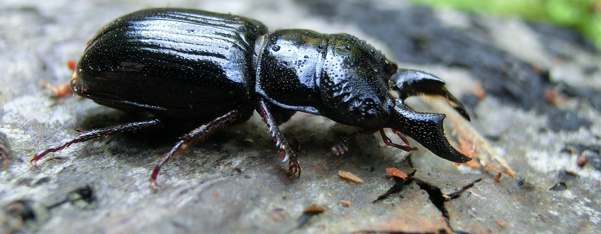 roháček jedlový, Vít Slezák