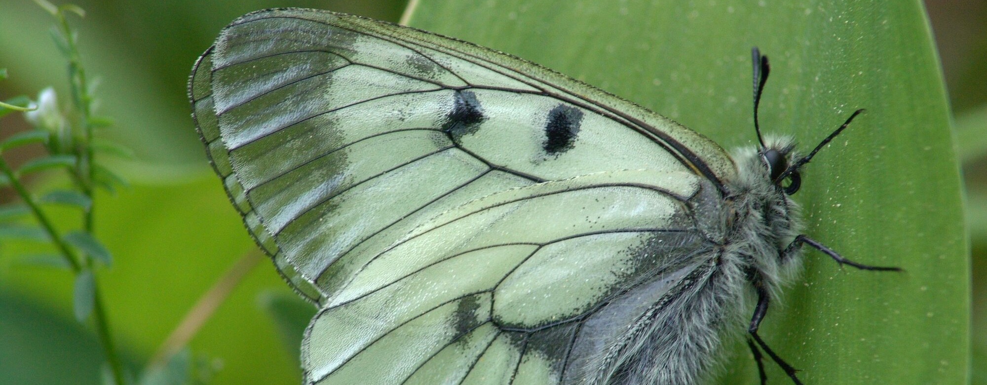 jasoň dymnivkový, Aleš Moravec