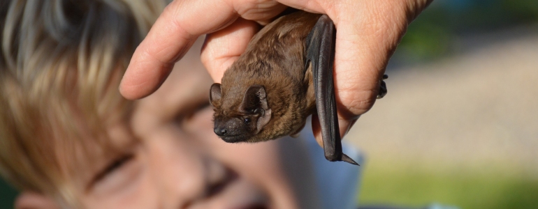 Ruka drží malého netopýra.