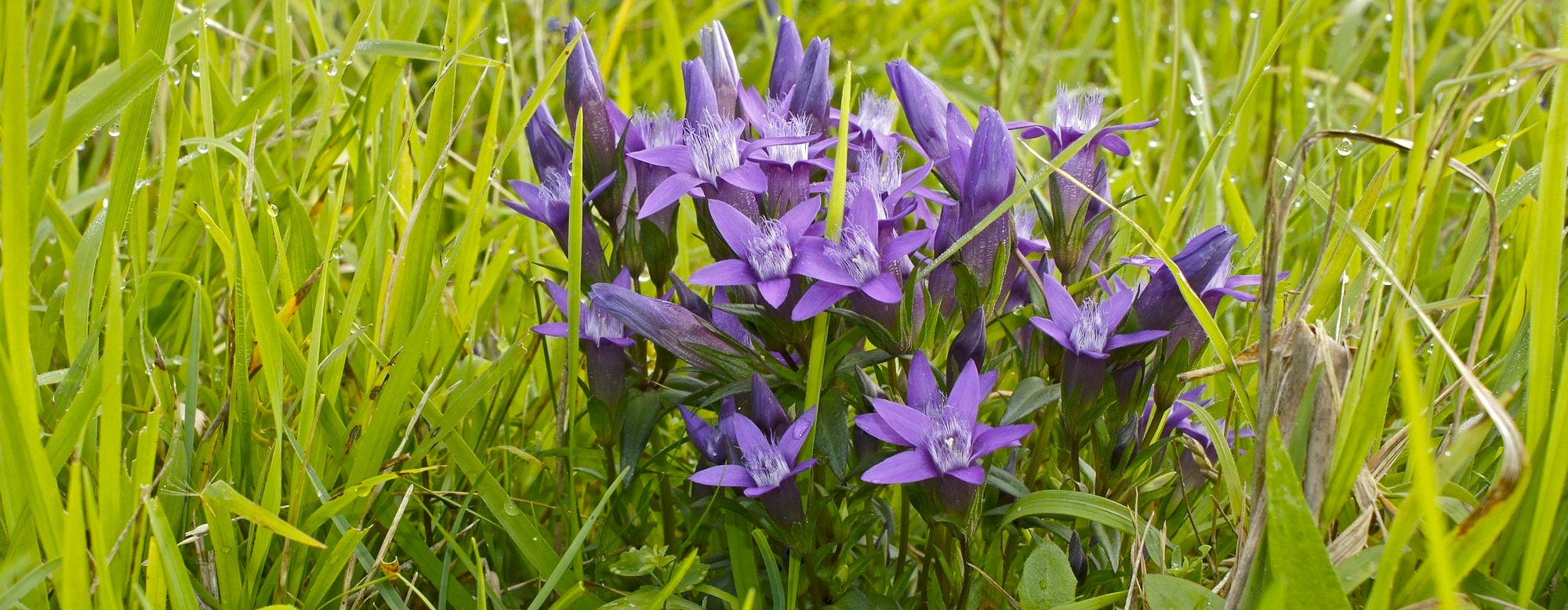 Kvetoucí hořečky v trávě