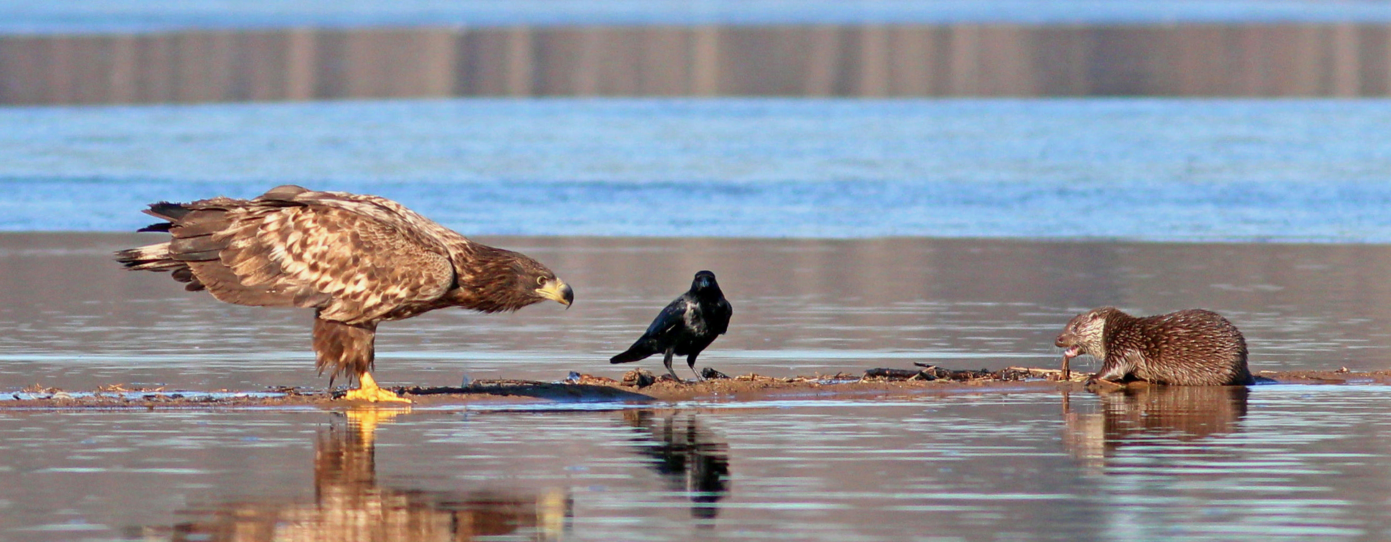 Orel mořský s vydrou říční.