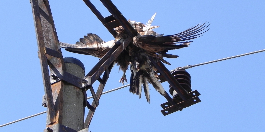Na sloupech elektrického vedení  stále hynou desetitisíce dravců