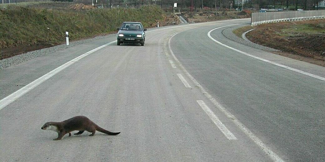 Vydra říční na pozemní komunikaci.