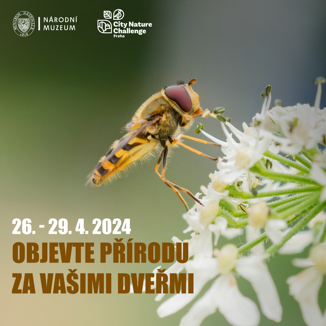 Banner mapovací soutěže měst City Nature Challenge 2024.