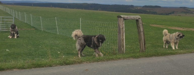 Kavkazští pastevečtí psi ze Žďárských lesů