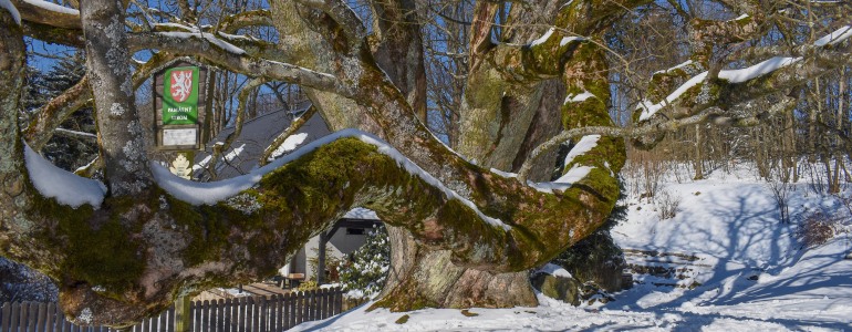 Propletené silné větve javoru klenu v zimě.