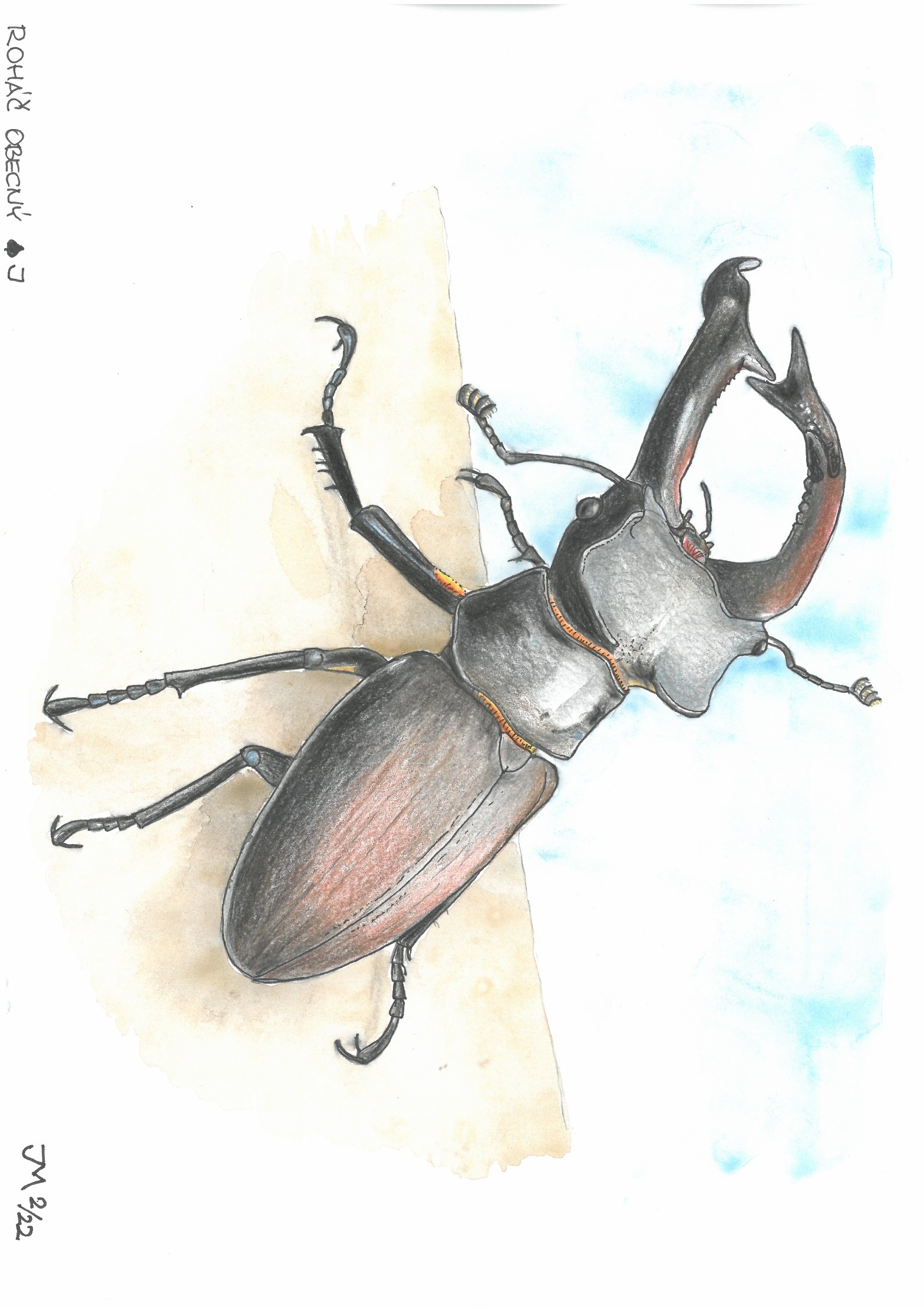 Kresba roháče použitá ve výstavě, autor: Jiří Matuška