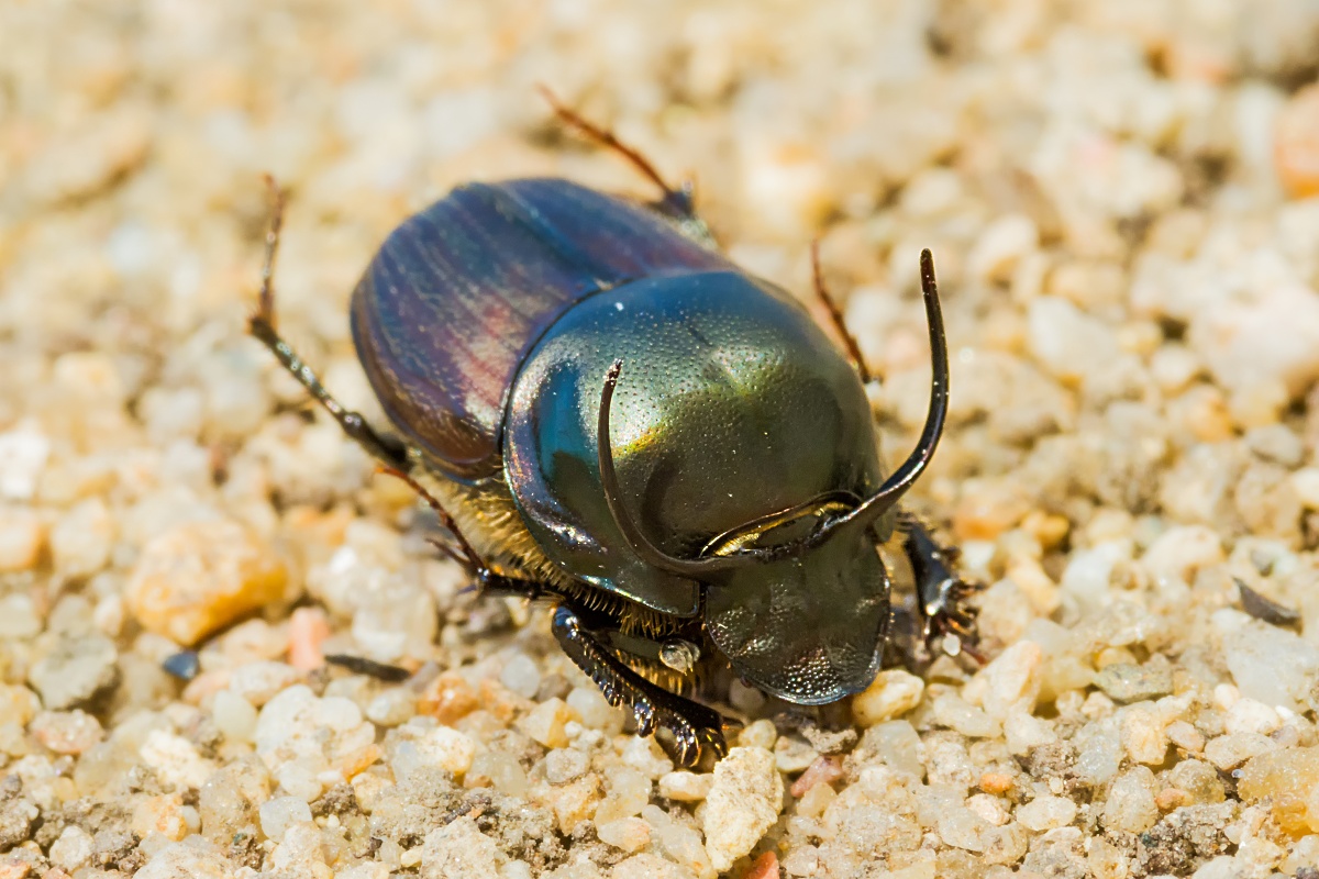 Lejnožrout Onthophagus illyricus.