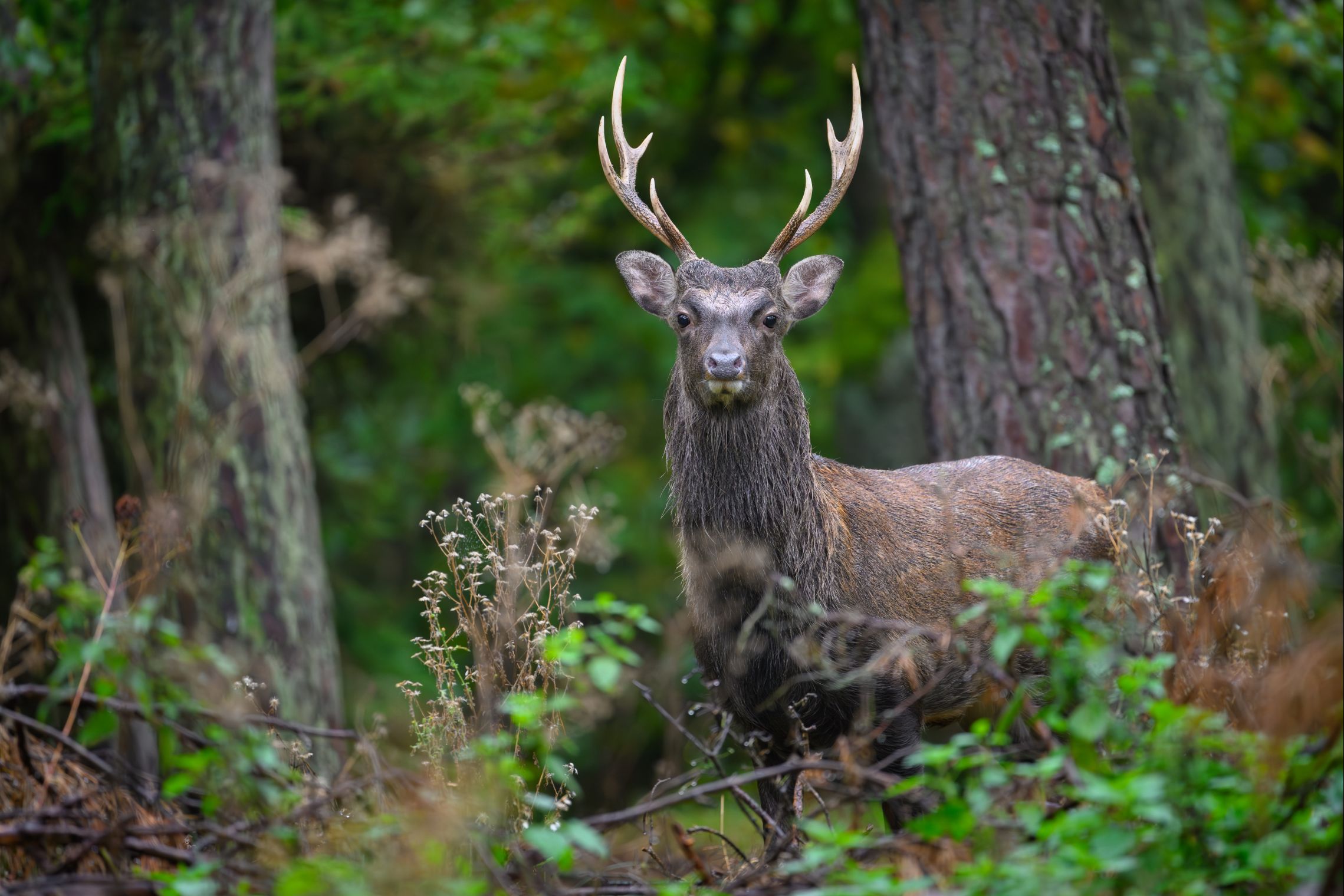jelen sika_Foto: Václav Bystřický