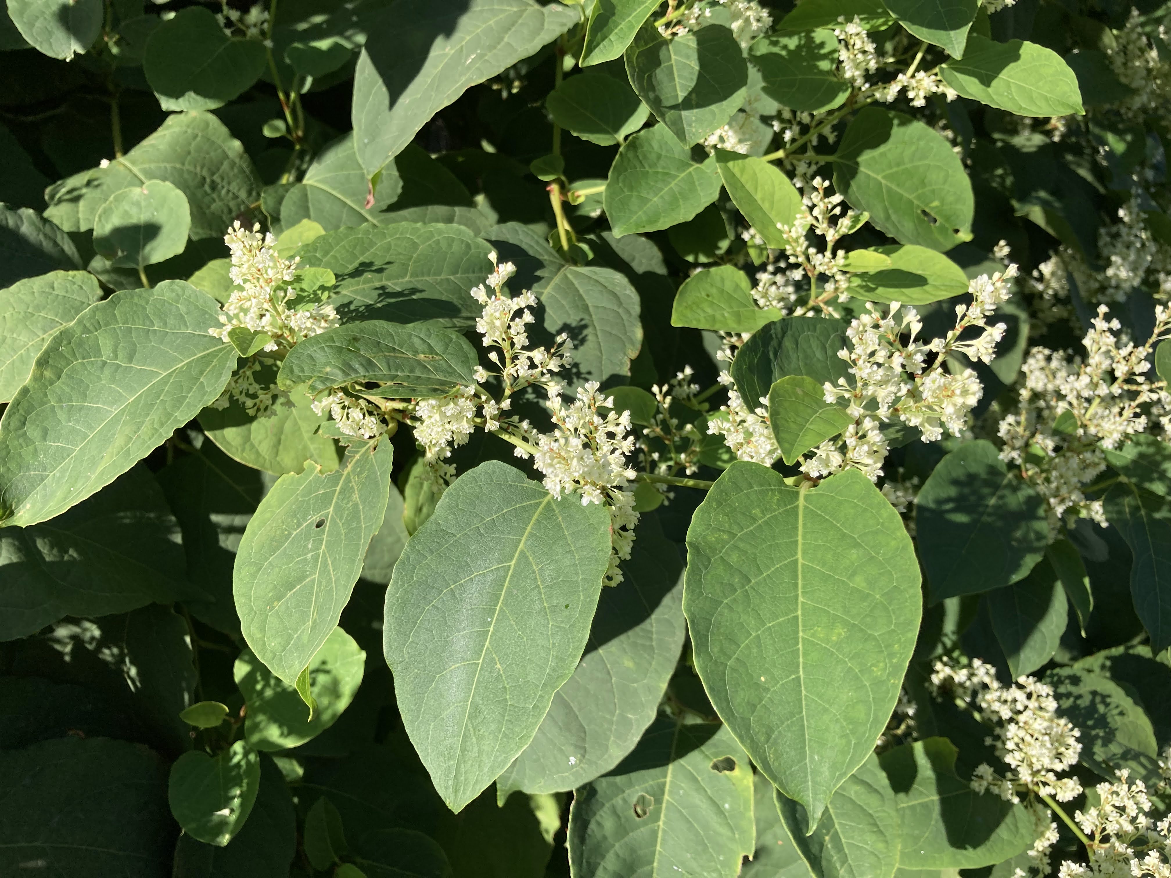 křídlatka v květu