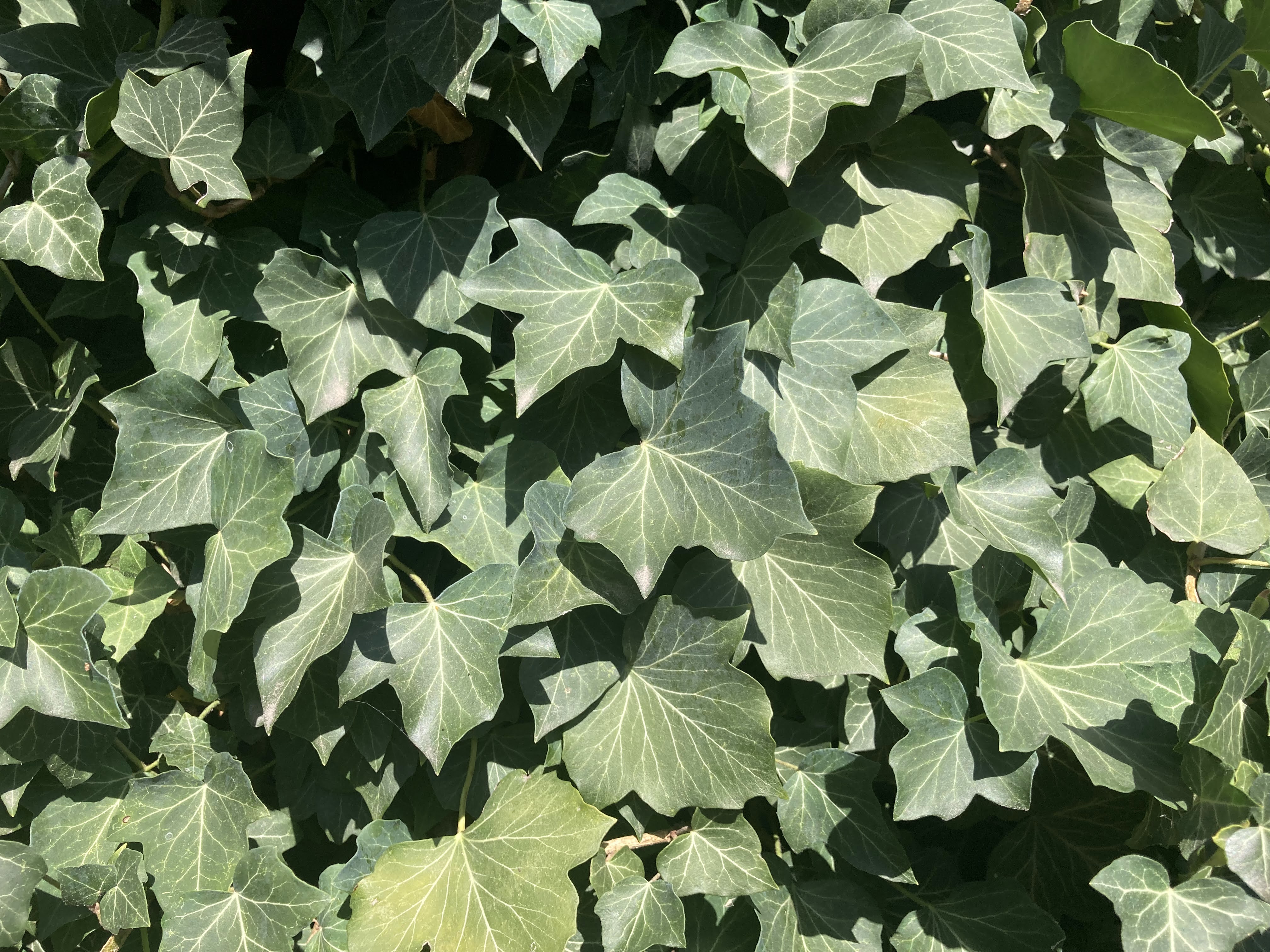 břečťan popínavý (Hedera helix), foto: L. Čolobentičová