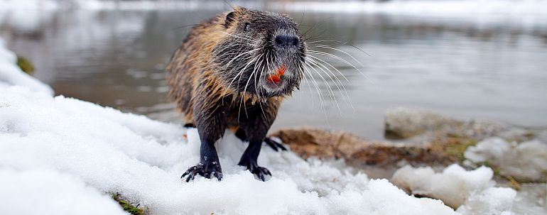 Nutrie je nepůvodní a invazní druh.