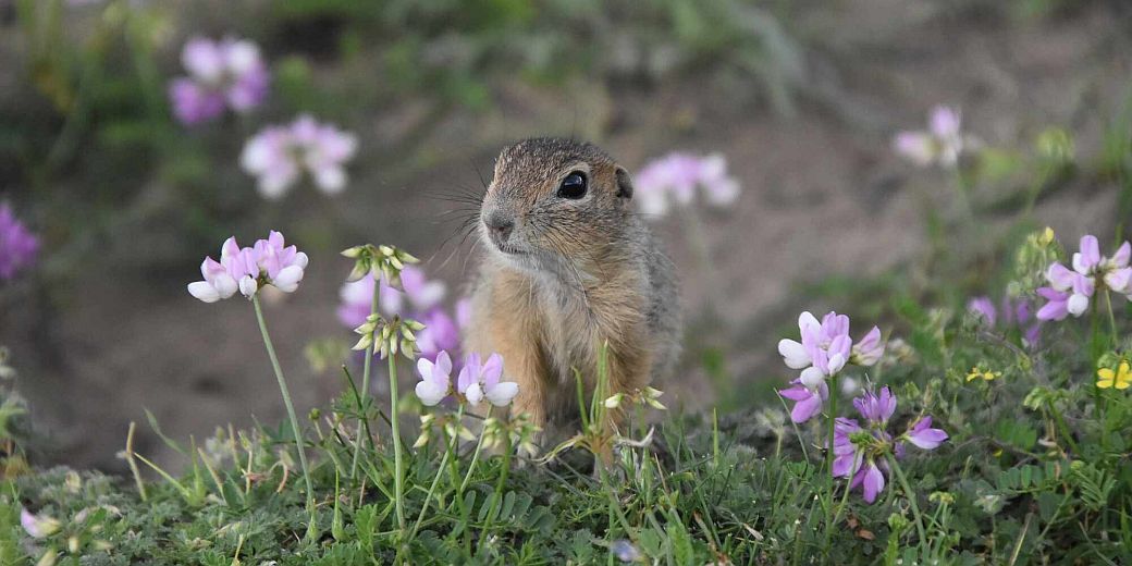 Ground Squirrels are a Sign of a Spring Approaching