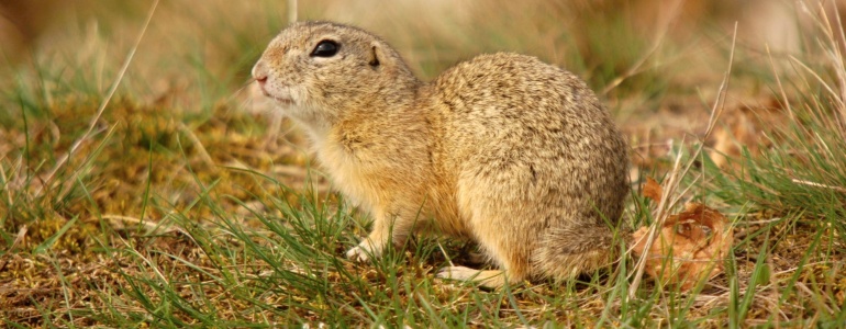European Ground Squirell.