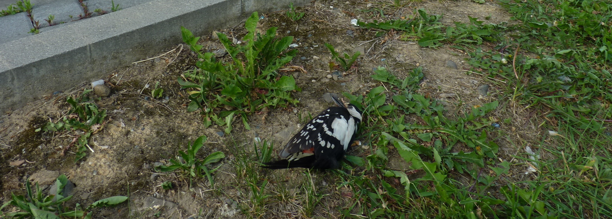 mrtvý strakapoud po nárazu do skleněné zastávky