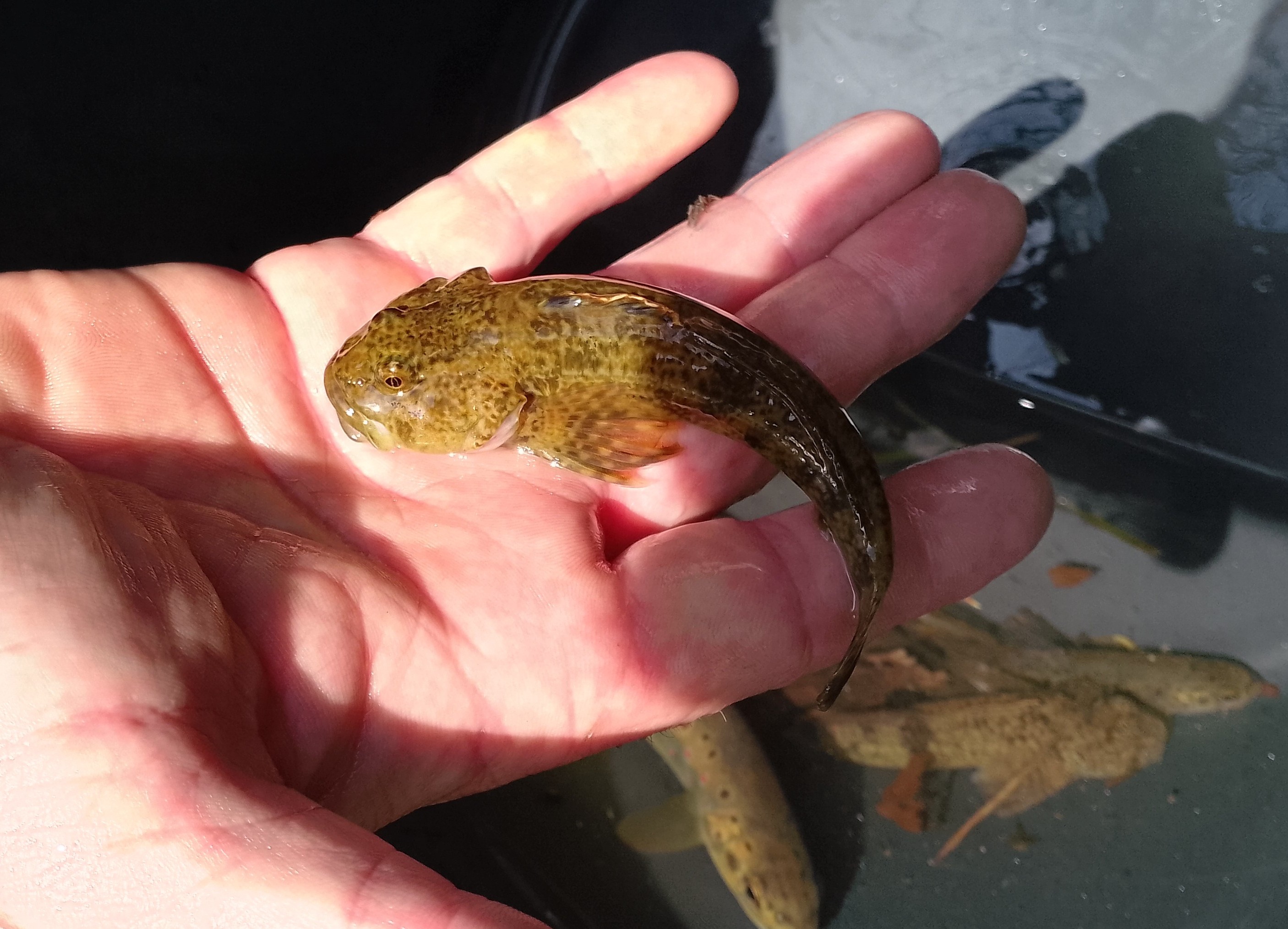 vranka pruhoploutvá