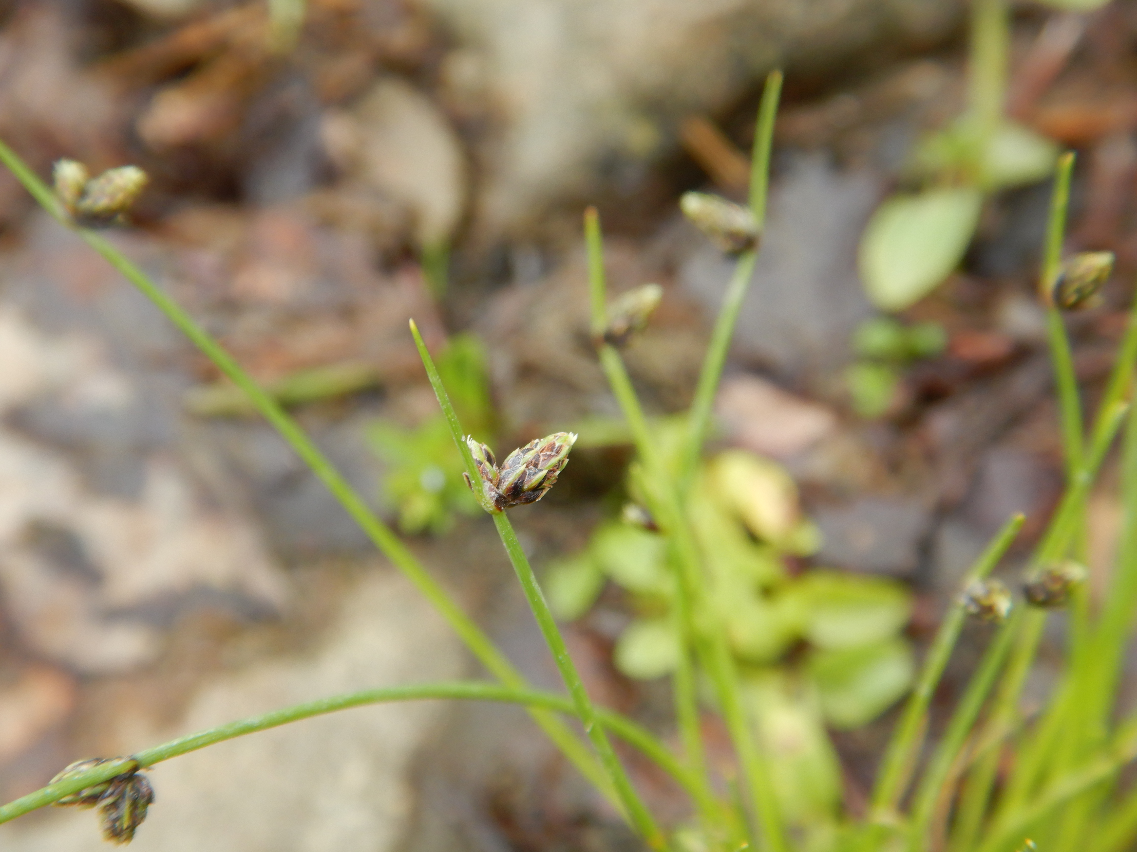 Nenápadná a také ohrožená bezosetka štětinovitá (Isolepis setacea).