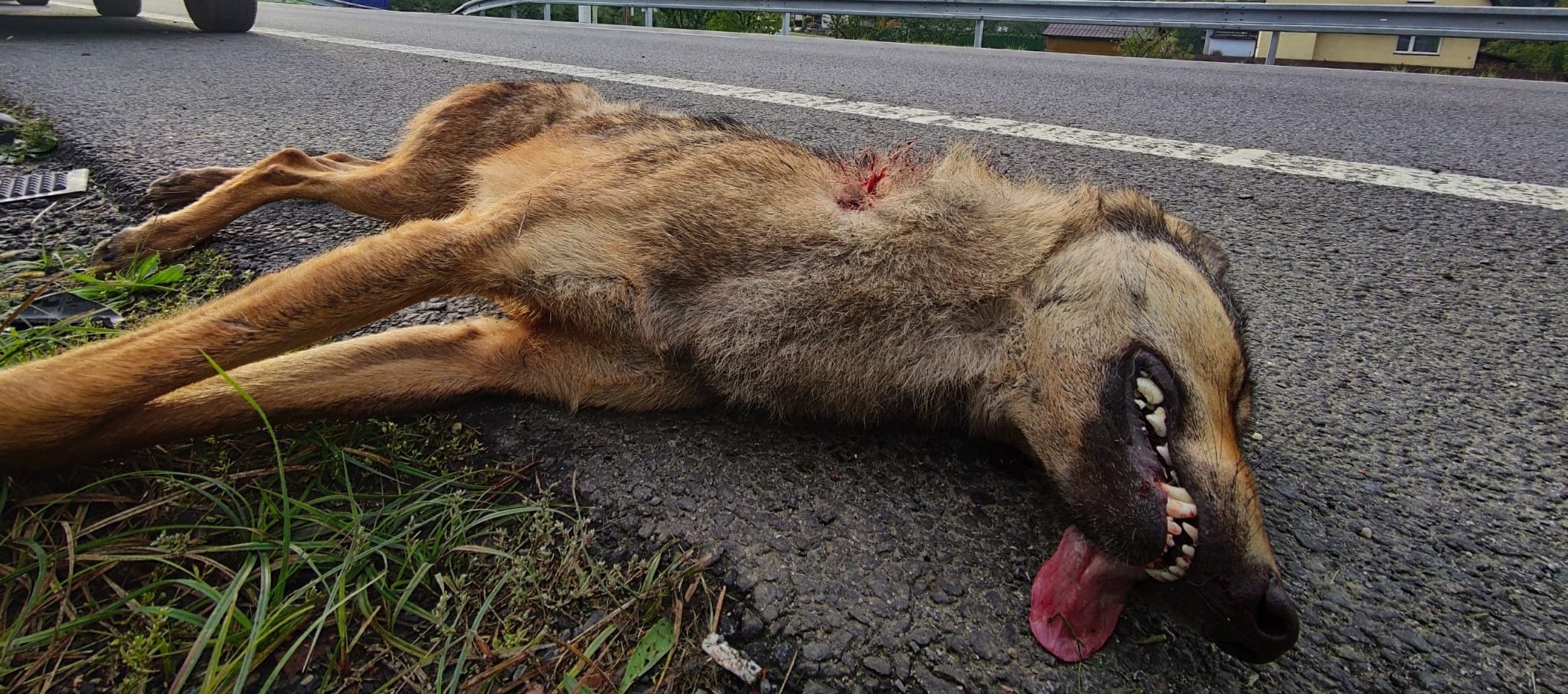 Sražená vlčice na silnici.