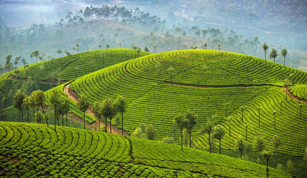 Čajové plantáže na Srí Lance. Ilustrační foto. 