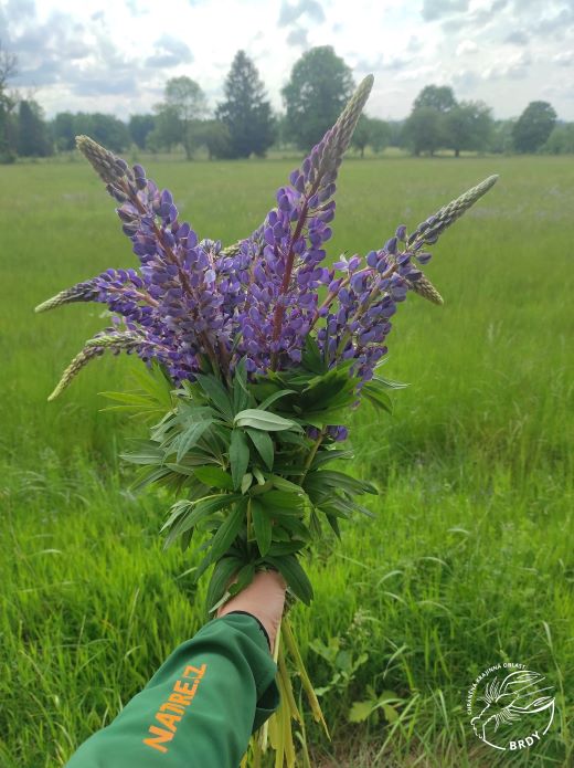 kytice modrých květů lupiny