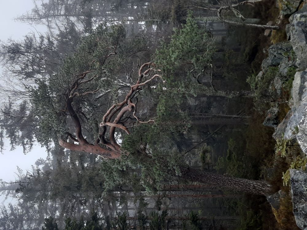 Borovice na Marásku.