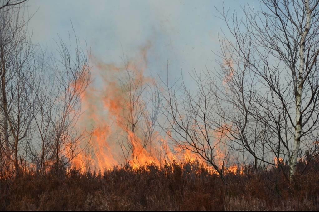 požár ve vřesovišti - ilustrační foto