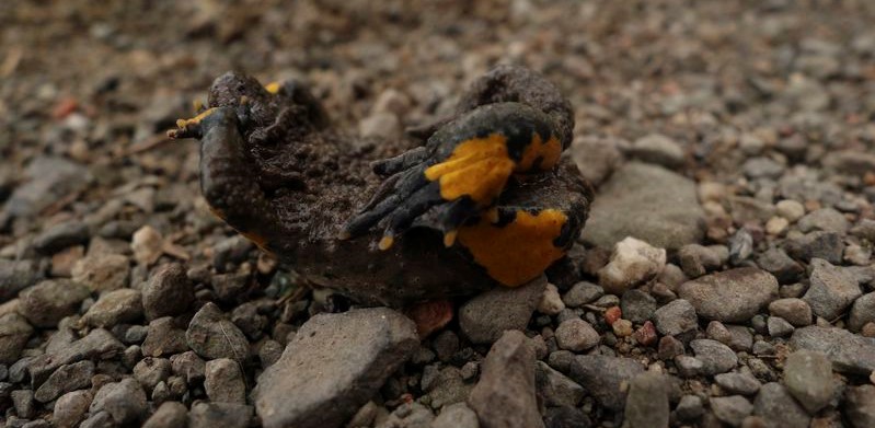 kuňka žlutobřichá