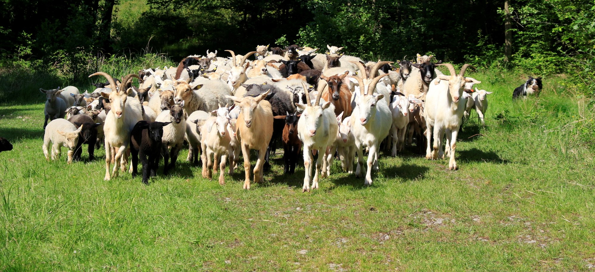 ovce spásají trávníky na Vystrkově