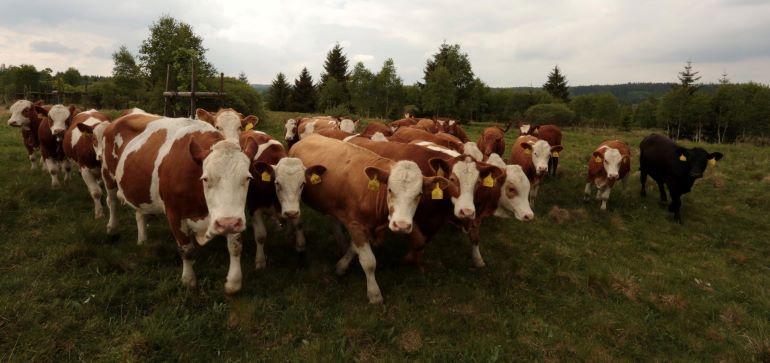 Krávy budou na Padrtích až do podzimu. Mladé jalovice jsou lehčí a porost pouze naruší, ale nezničí.   