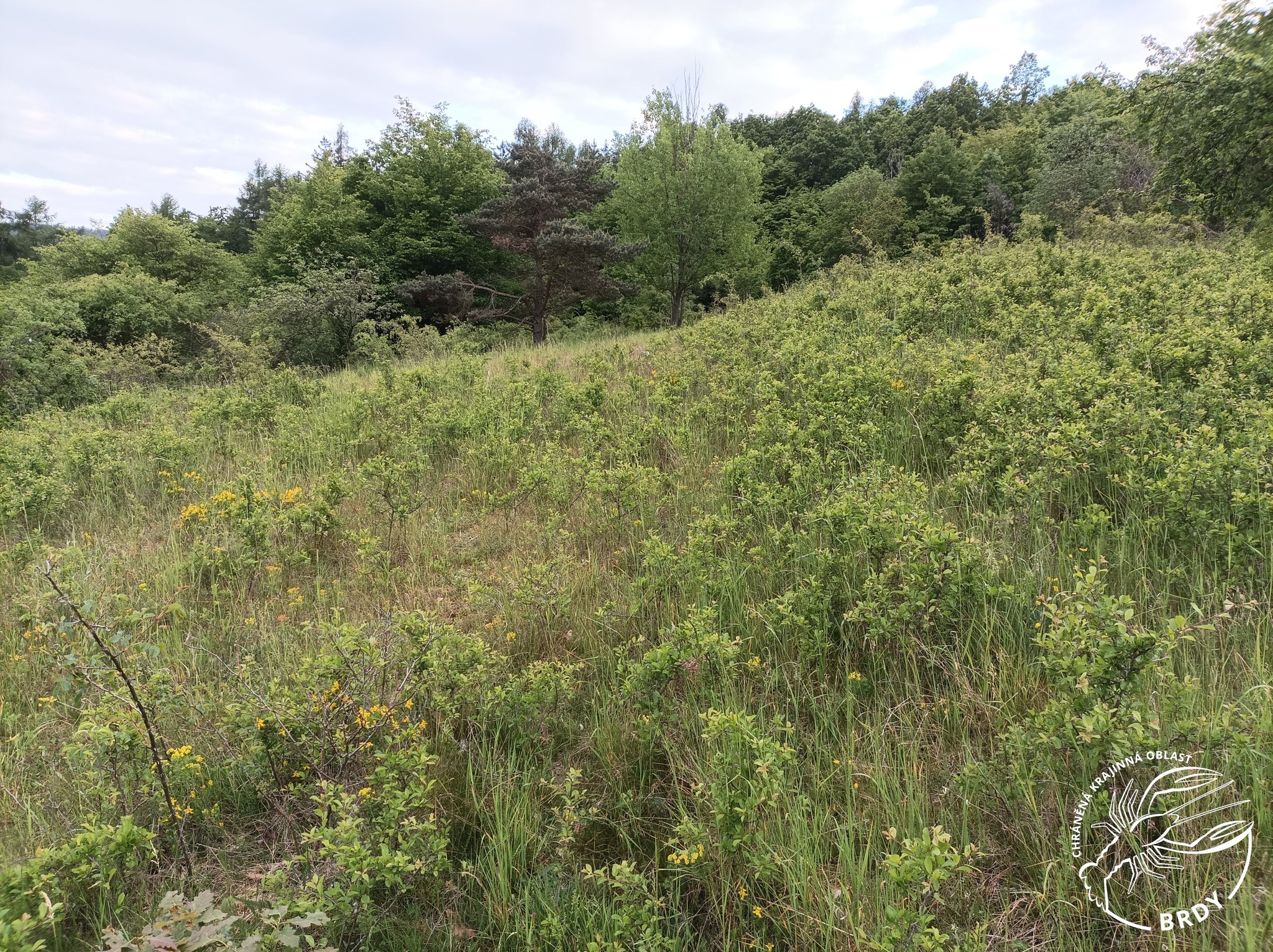 Bezlesí na Vystrkově, které postupně zarůstají keříky trnek.