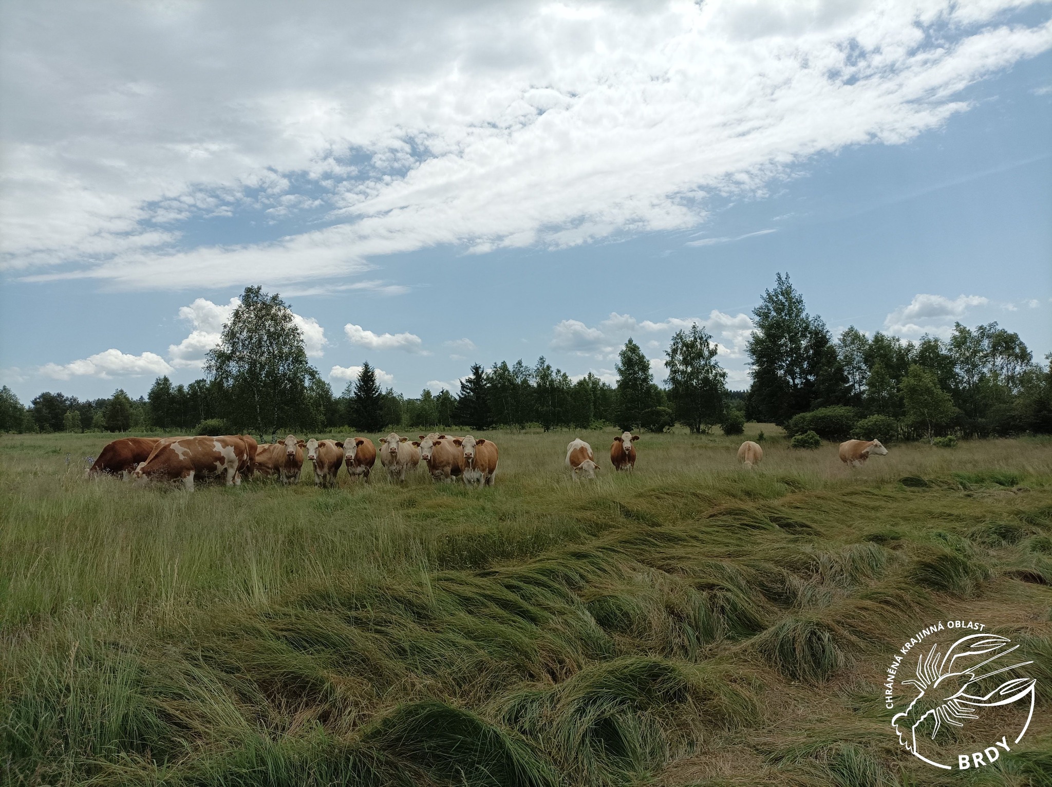 Stádo krav pasoucí se v travním porostu na Padrtích.