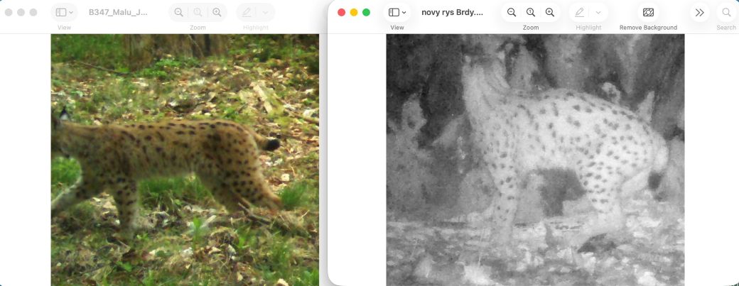 Další dvojice fotografií rysa zachyceného v národním parku Bavorský les a rysa zachyceného v CHKO Brdy.