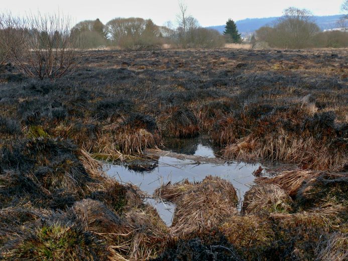 Louže mezi ohořelými bulty trav v podmáčené části bezlesí.