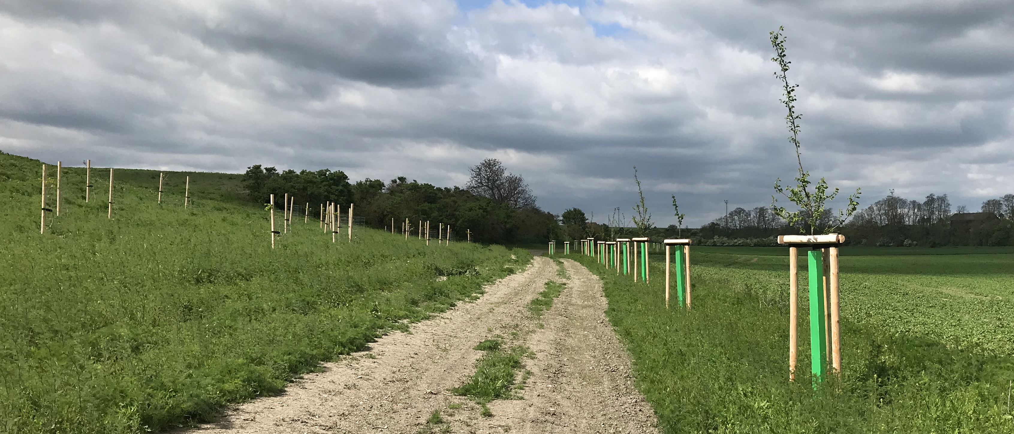 Výsatba dřevin v rámci OPŽP.