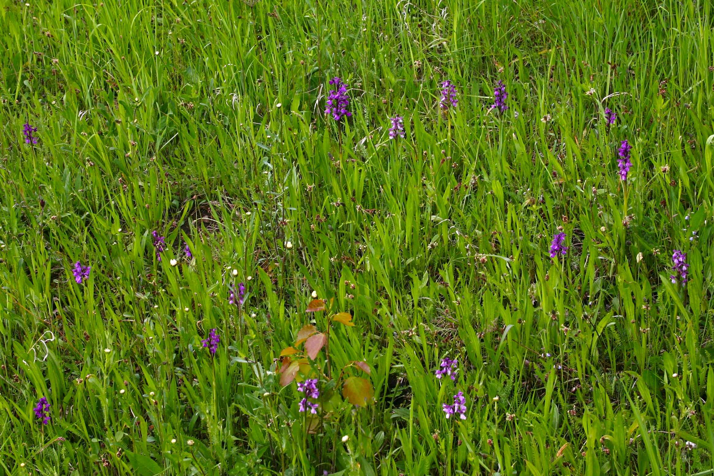 Kvetoucí vstavače kukačky na Bohyňských ladech, autor: Petr Bauer