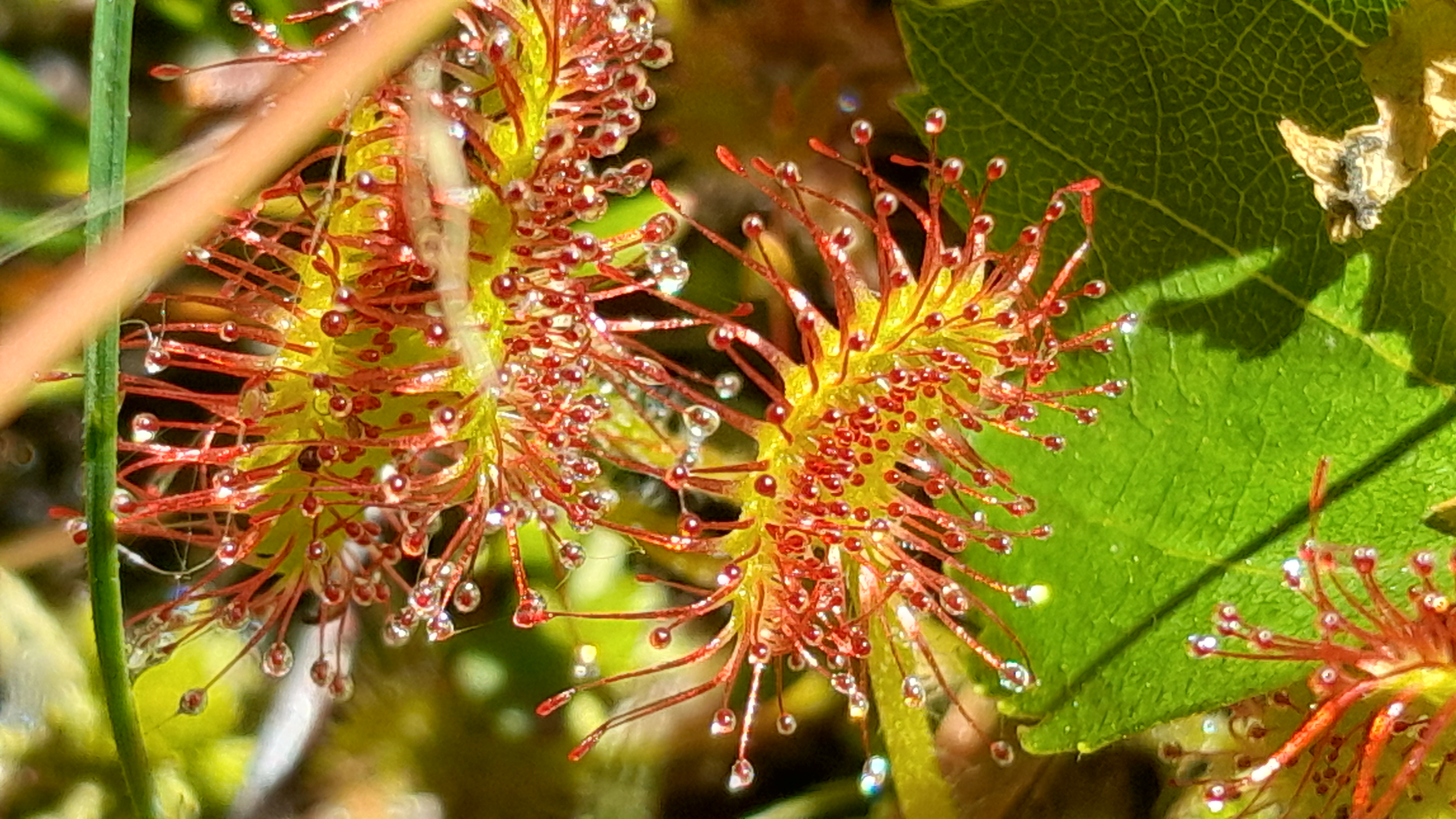 květy rosnatky okrouhlolisté