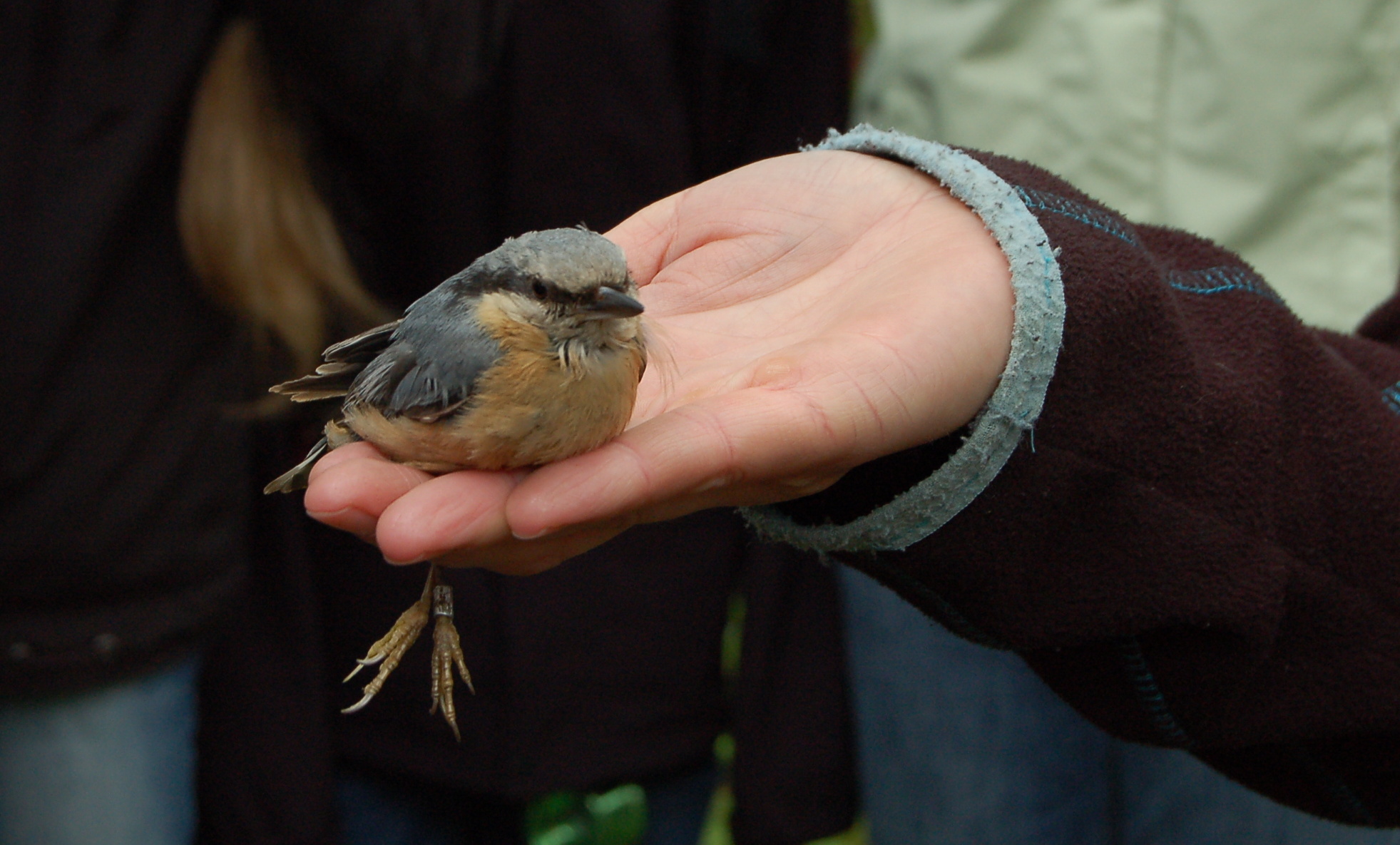 Vítání ptačího zpěvu v Tachově