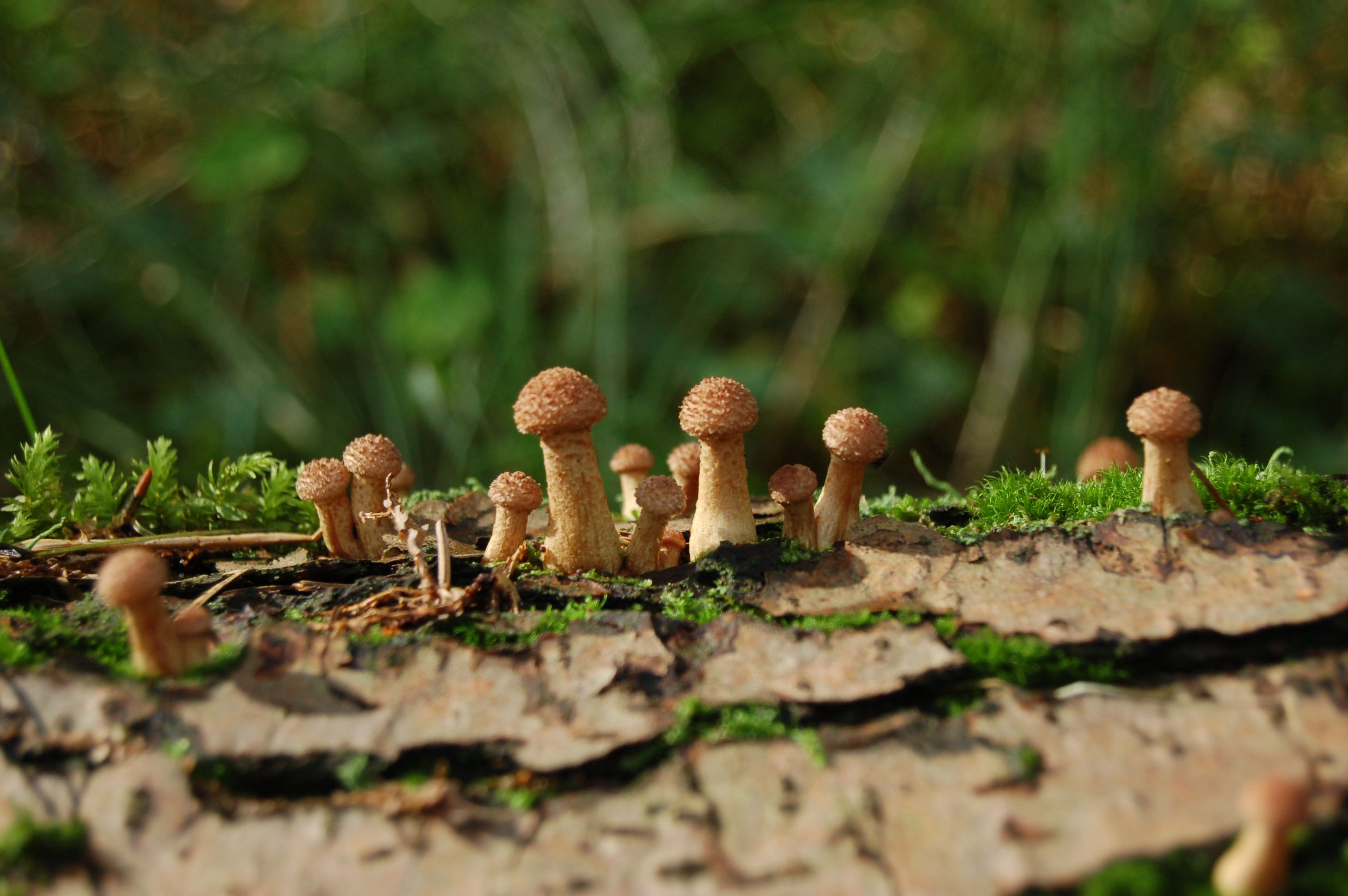 Za jarními houbami na Rýzmberk