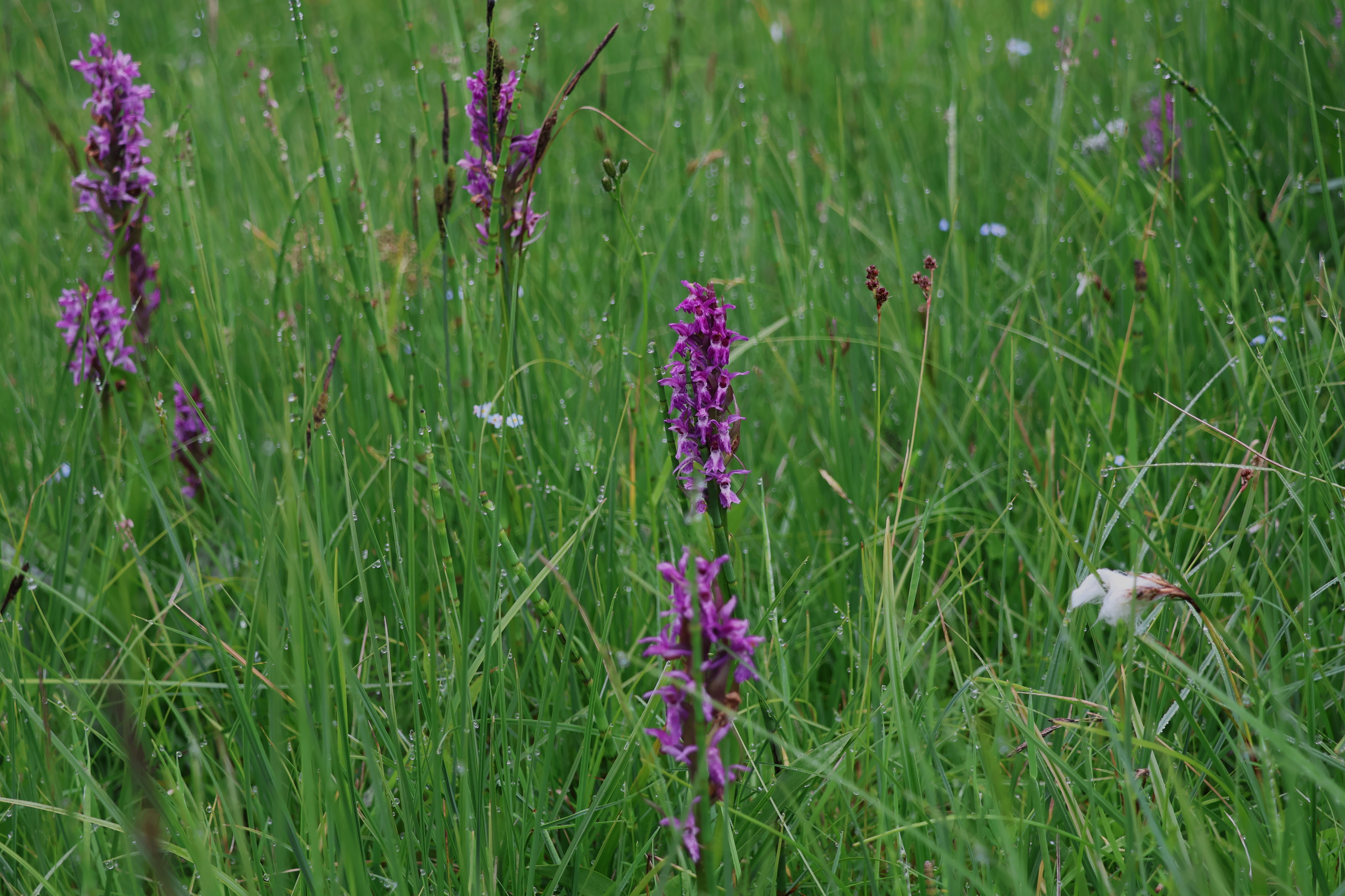 Prstnatec májový, Markéta kašparová
