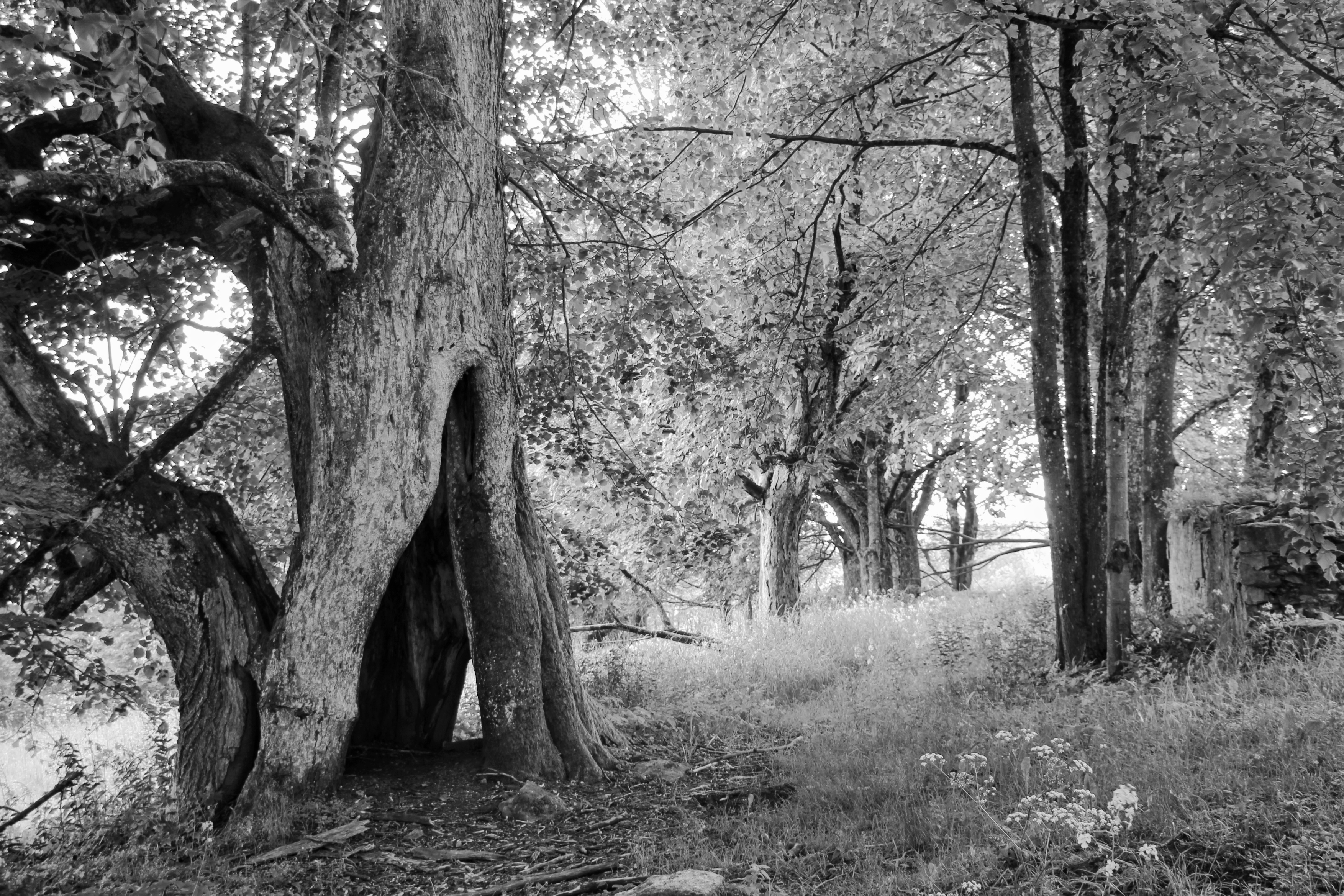 10. místo_Zdeněk Urban_Paměť stromů je věčná_Žebráky u Kostela sv.Anny