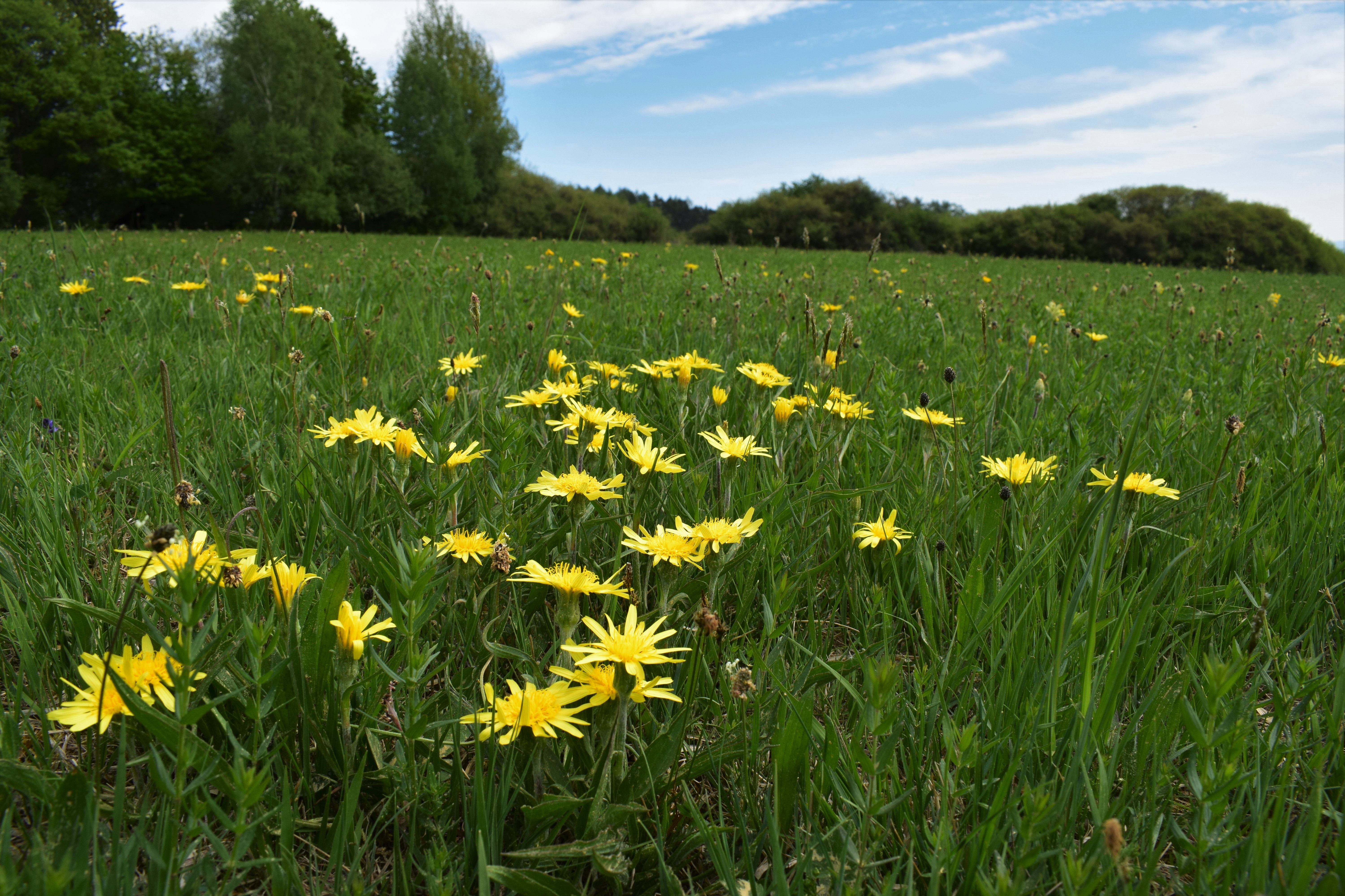 hadí mord nízký v PP Hvožďanská louka