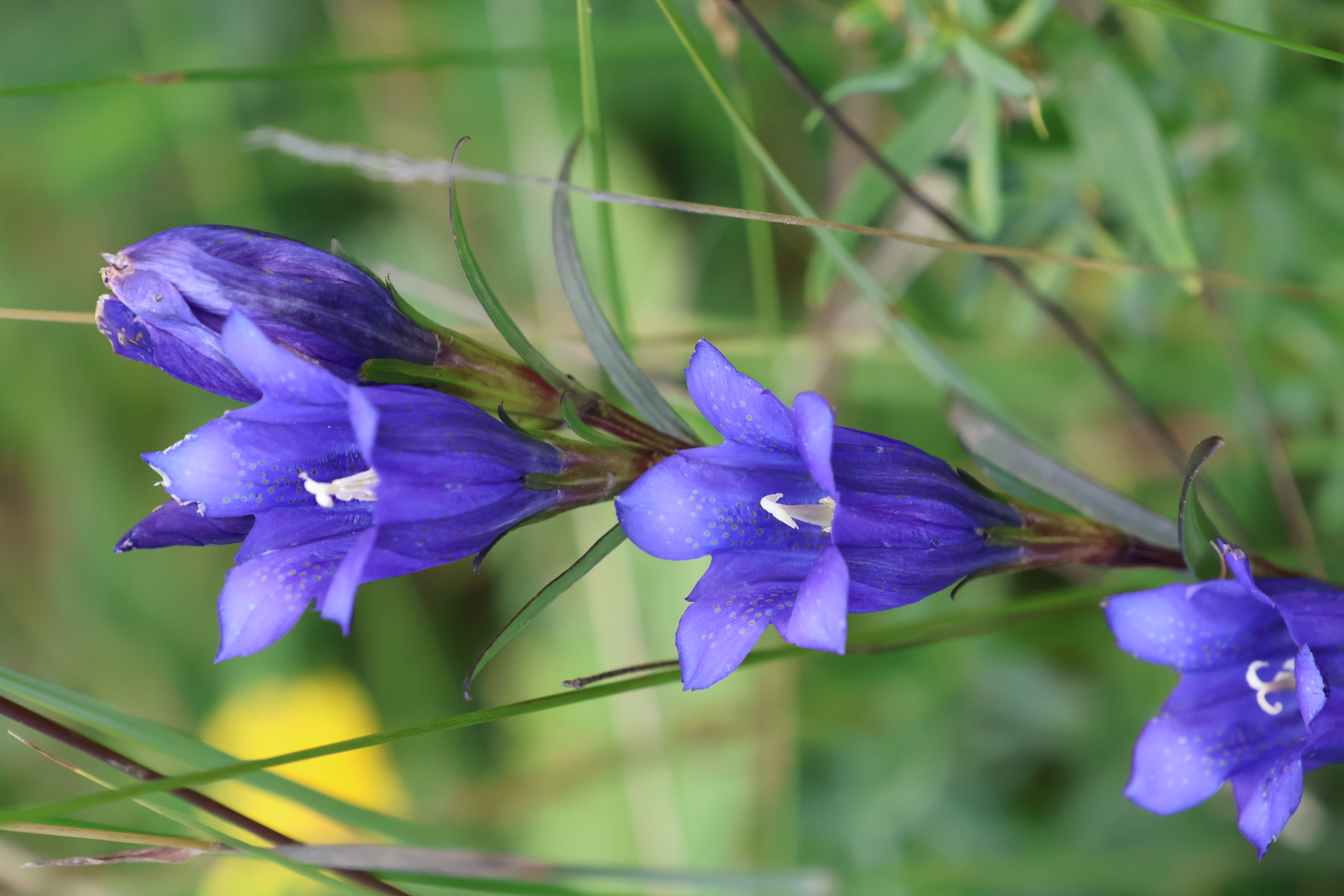 modré květy hořce hořepníku