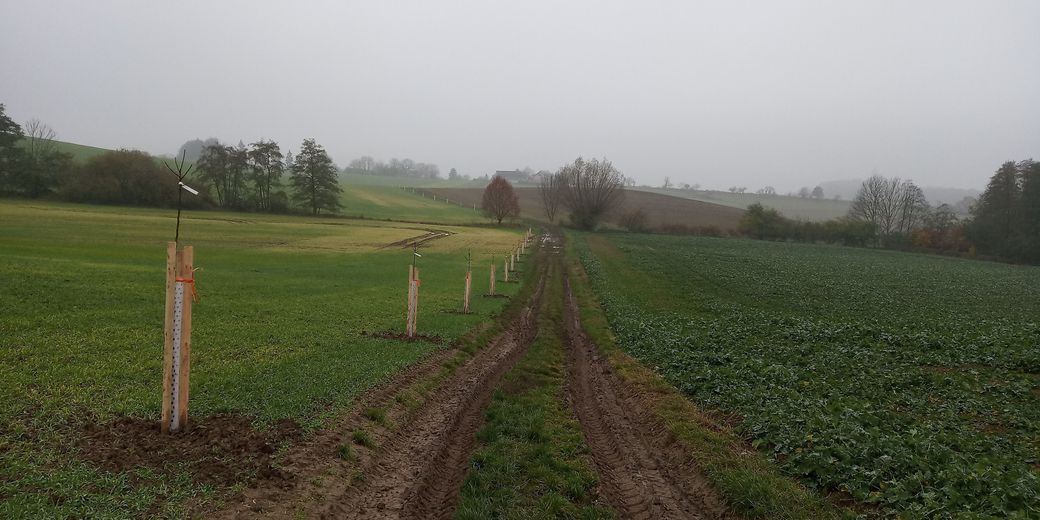 Výsadba alej Čálovice - fragmentace krajiny.